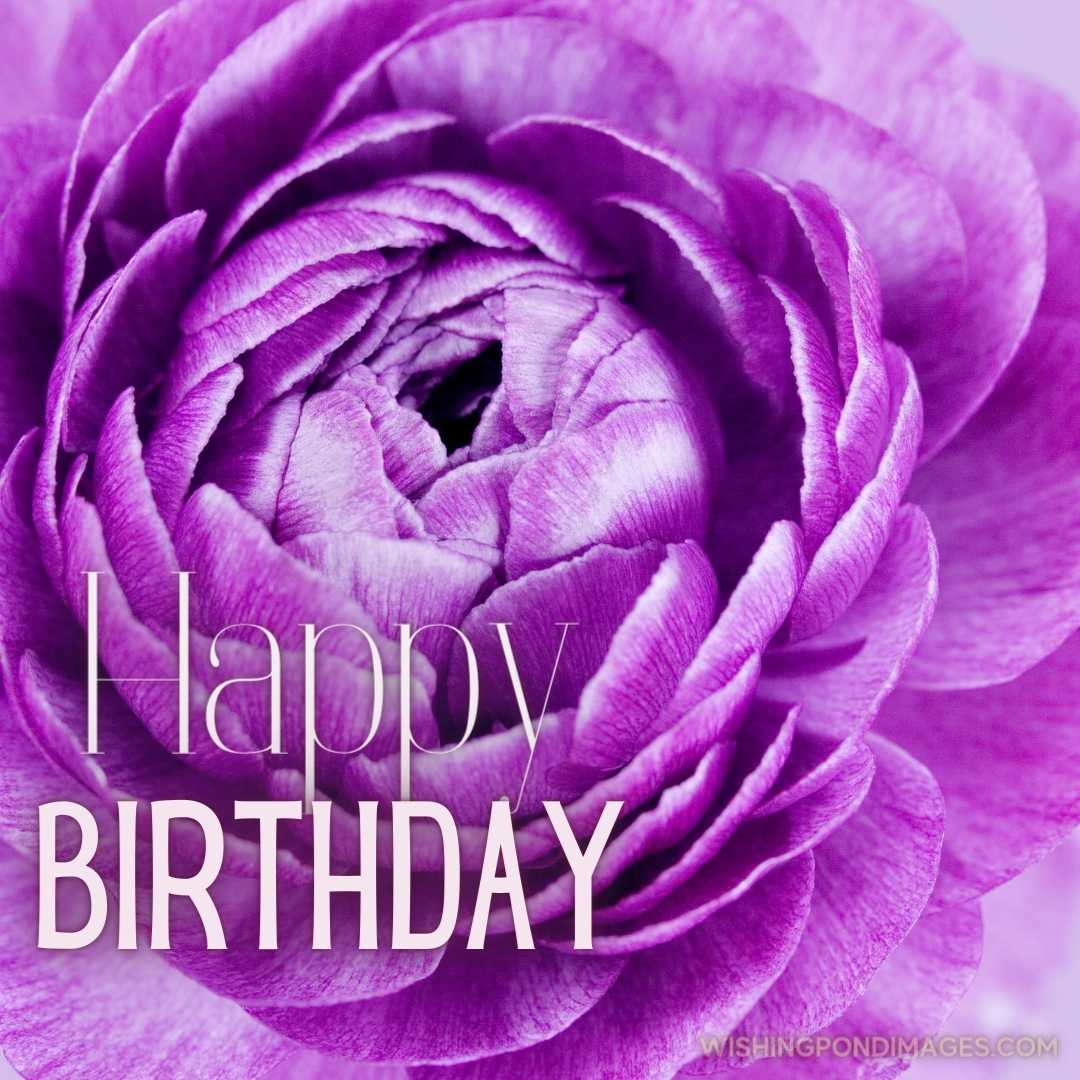 Close-up image of purple Ranunculus flower. Happy Birthday Purple Flower Images